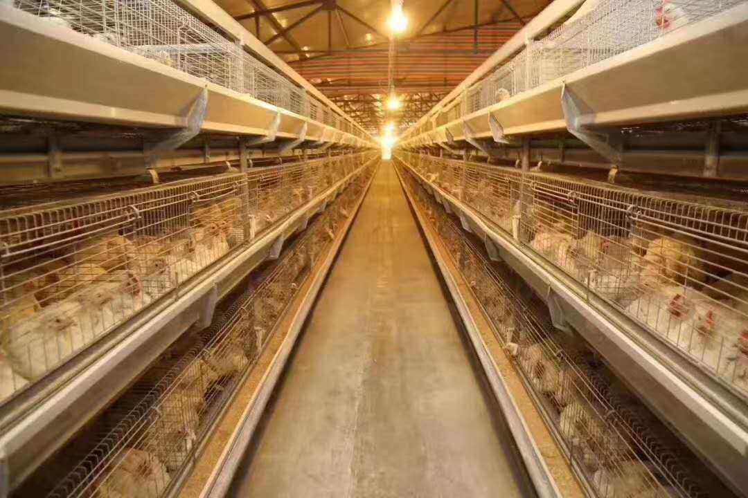 【行情】5月肉鸡市场行情分析及6月预测
