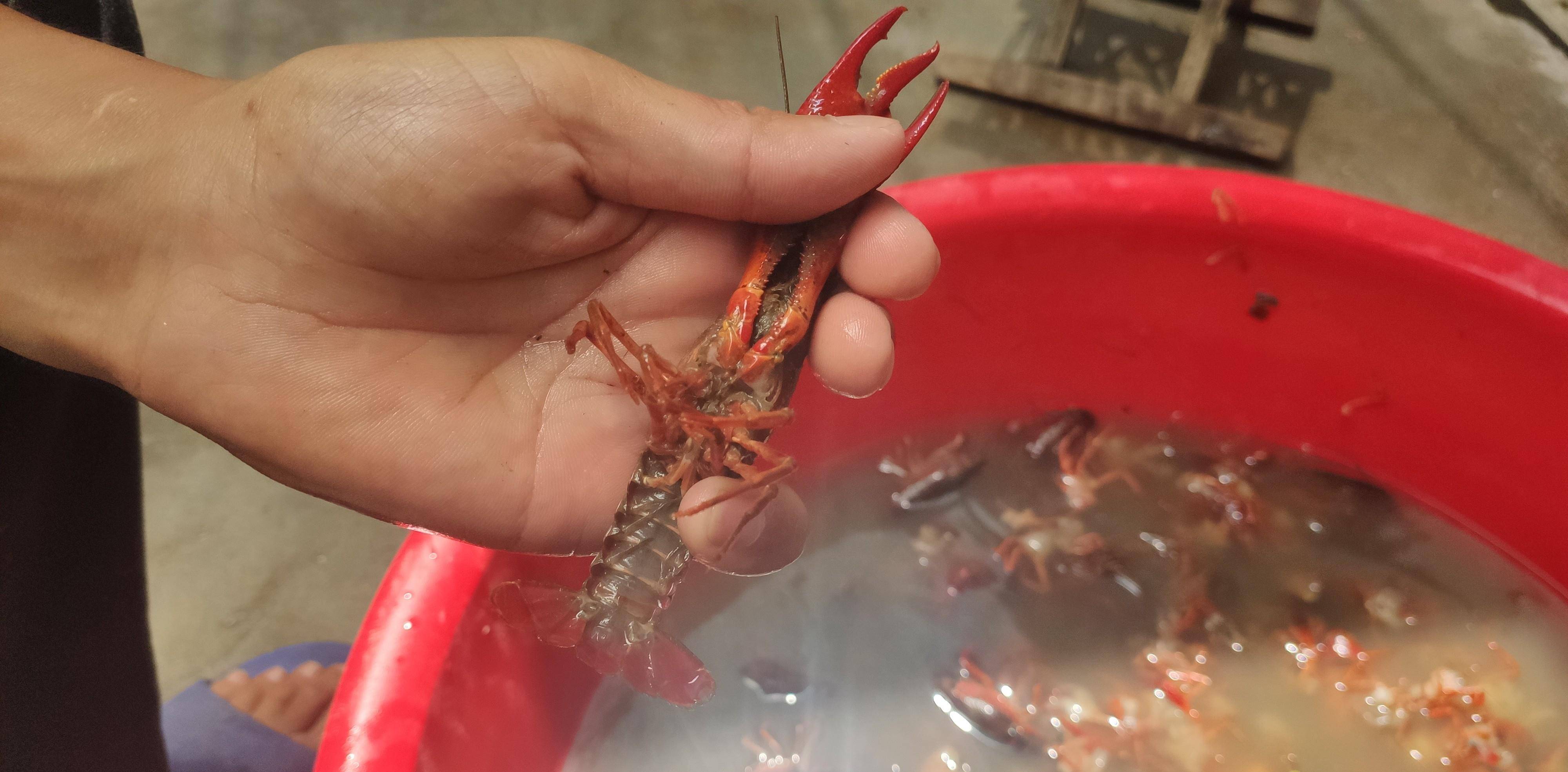 你会洗龙虾吗？怎样洗龙虾最干净！教你这样洗<strong></p>
<p>洗币</strong>，干净又简单
