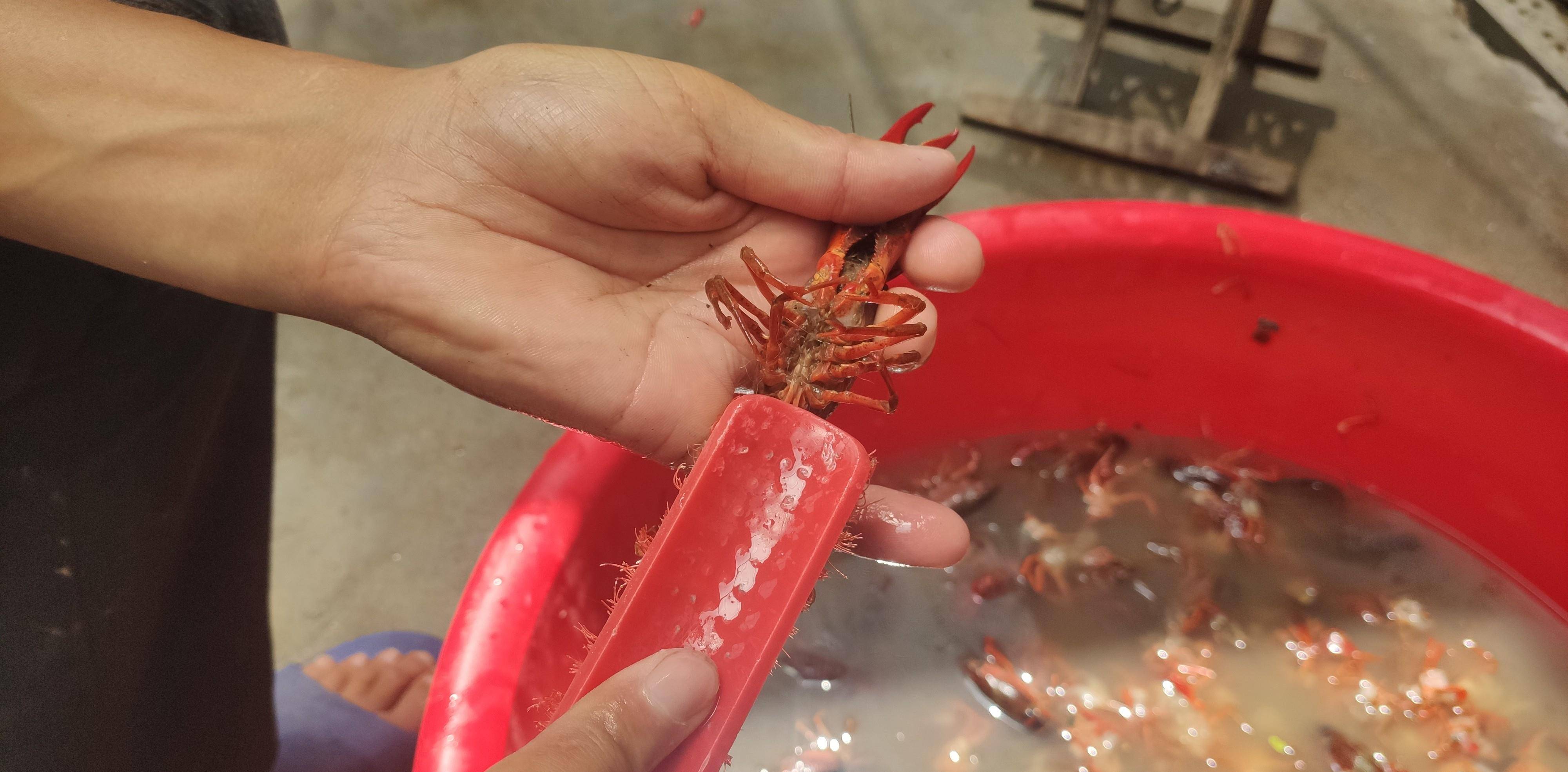 你会洗龙虾吗？怎样洗龙虾最干净！教你这样洗<strong></p>
<p>洗币</strong>，干净又简单