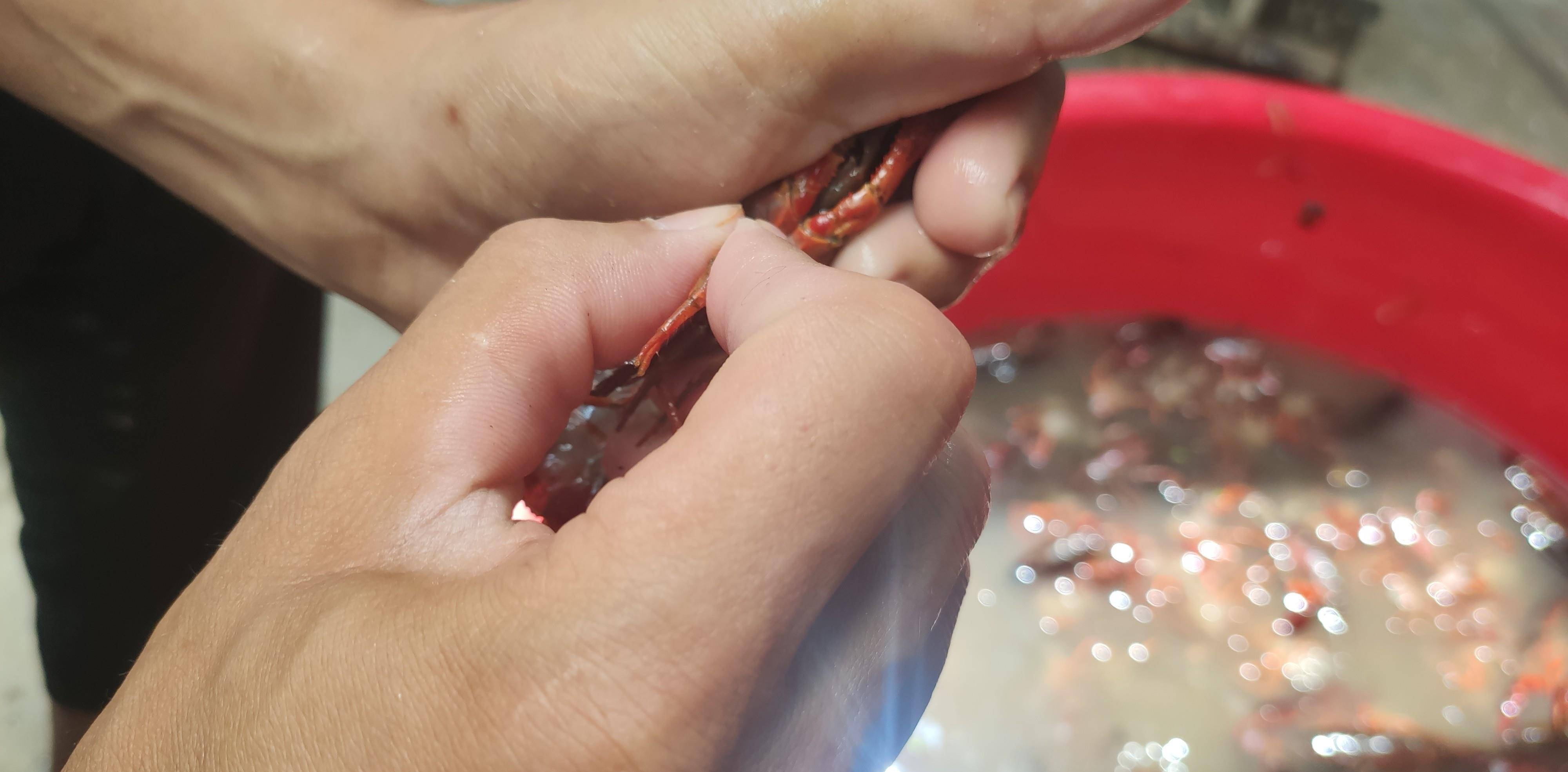 你会洗龙虾吗？怎样洗龙虾最干净！教你这样洗<strong></p>
<p>洗币</strong>，干净又简单