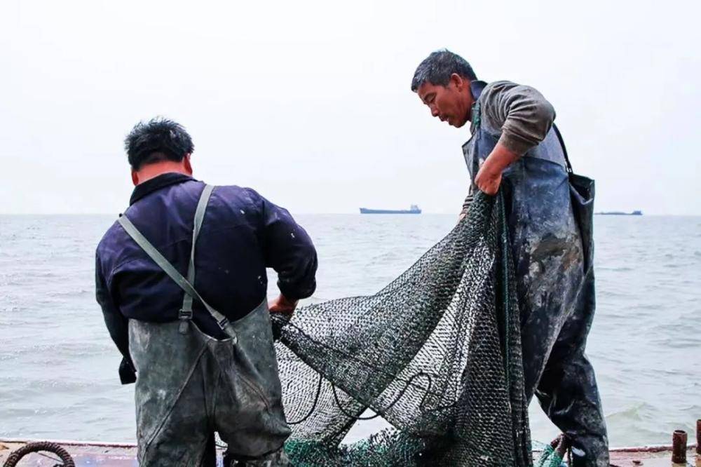 天津最后的渔村：靠海吃海<strong></p>
<p>海币</strong>，更要“养海”