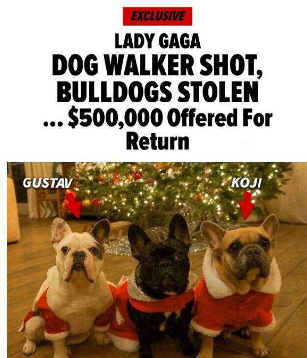 ladygaga遛狗员遭枪击受重伤<strong></p>
<p>好币网</strong>，2只狗被偷走，她本人愿意300万网民币赎回