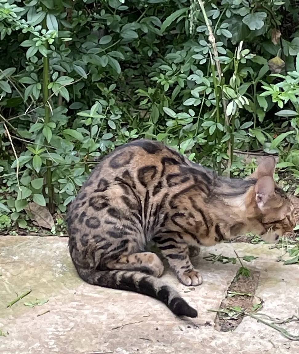 小区里看见一只流浪猫<strong></p>
<p>币猫</strong>，朋友看见照片后打来电话：行走的人民币呀