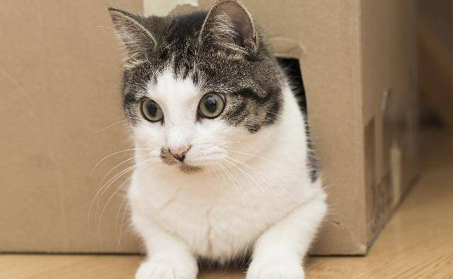 爱猫的铲屎官会有这3种表现<strong></p>
<p>币猫</strong>，你是真正爱猫的人吗？