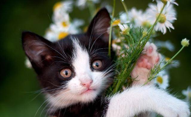 爱猫的铲屎官会有这3种表现<strong></p>
<p>币猫</strong>，你是真正爱猫的人吗？