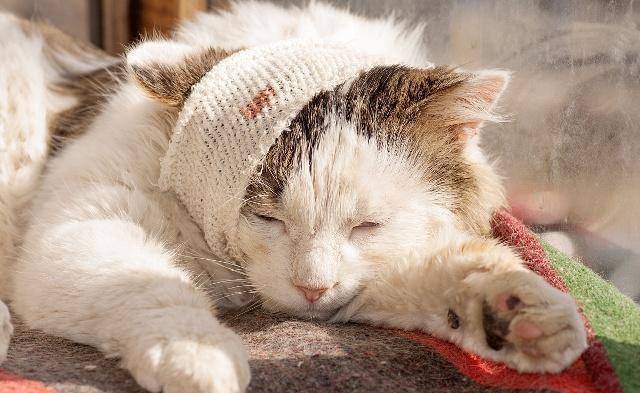 爱猫的铲屎官会有这3种表现<strong></p>
<p>币猫</strong>，你是真正爱猫的人吗？