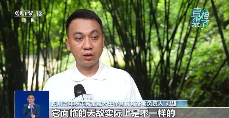 网传萤火虫濒临灭绝<strong></p>
<p>美股MU股票</strong>，是真的吗？