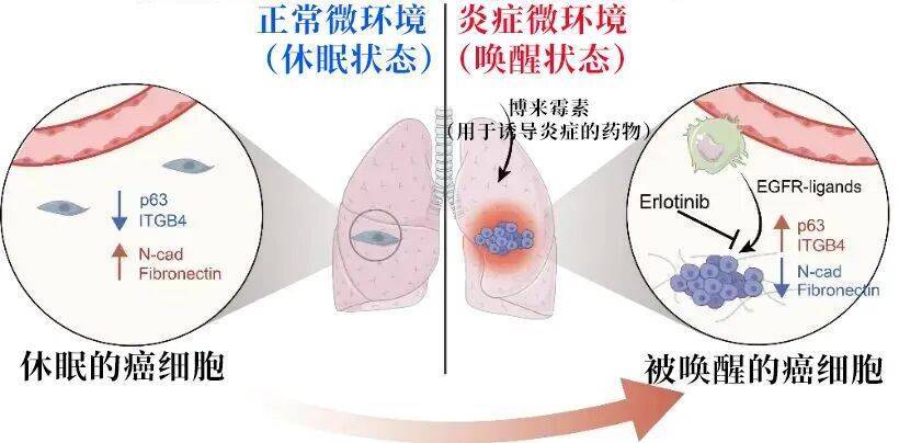 长期炎症会“唤醒”癌细胞<strong></p>
<p>美股期权价格</strong>！这份抗炎指南每个人都该看看