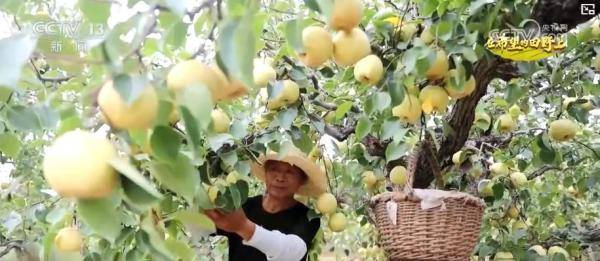 产销两旺<strong></p>
<p>美股大单</strong>！“小特产”变身变身乡村振兴“致富果” 激活“甜蜜经济”新热力