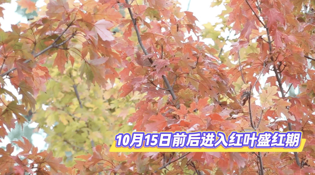 北京将迎新一轮秋雨<strong></p>
<p>美股模拟炒股</strong>，赏红期预告来了！