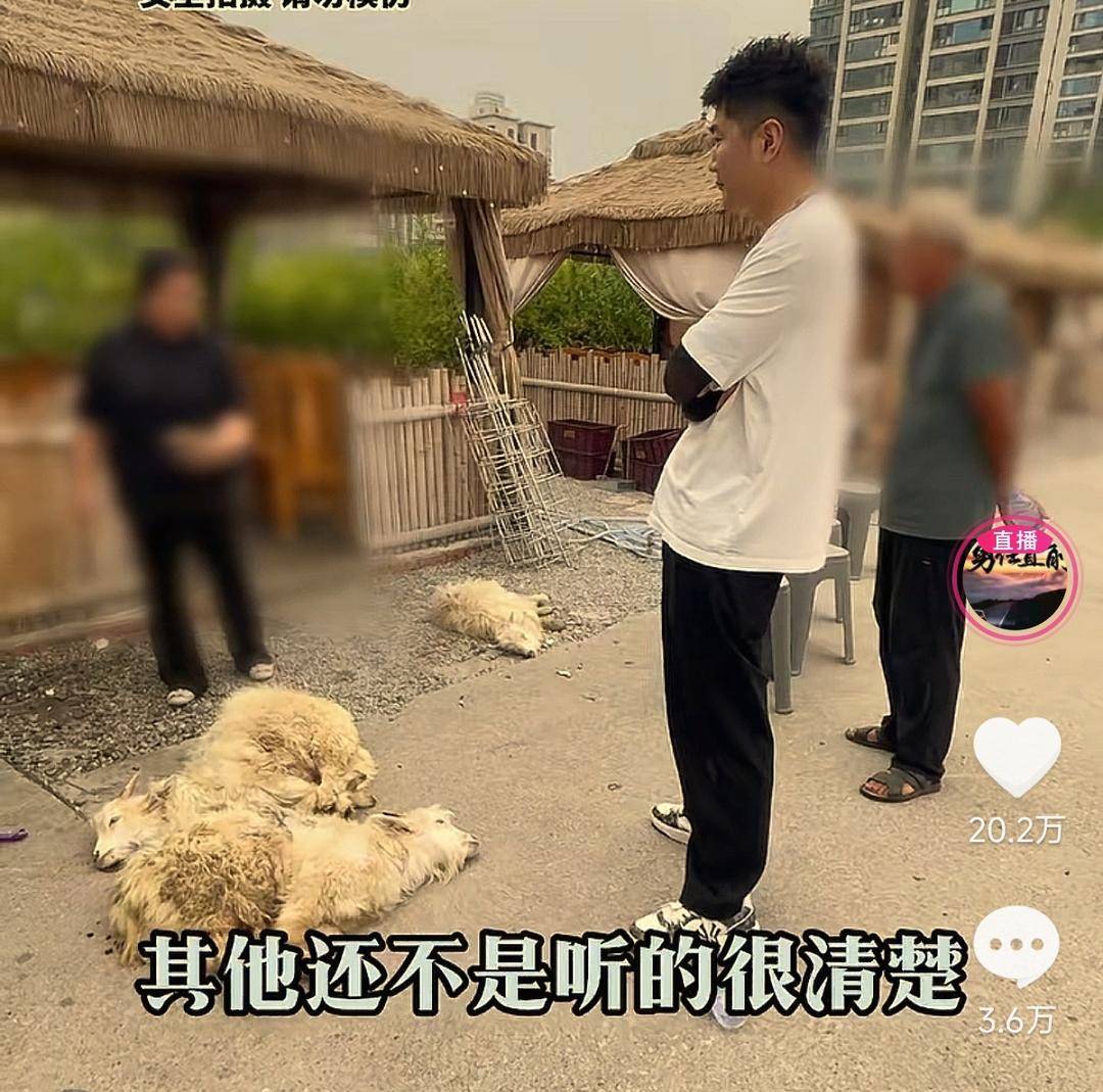 60斤活羊实际只有30多斤<strong></p>
<p>黄金趋势</strong>！博主打假重庆两家烤全羊店获“退一赔三”