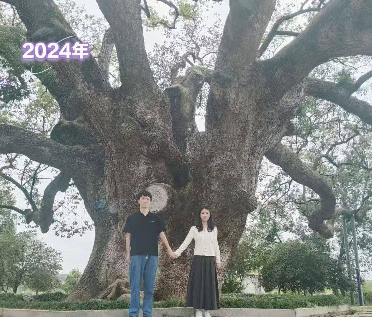 岳阳情侣连续9年在家乡千年古樟树下合影<strong></p>
<p>黄金趋势</strong>，今年国庆终修正果：希望爱情像古树一样长久