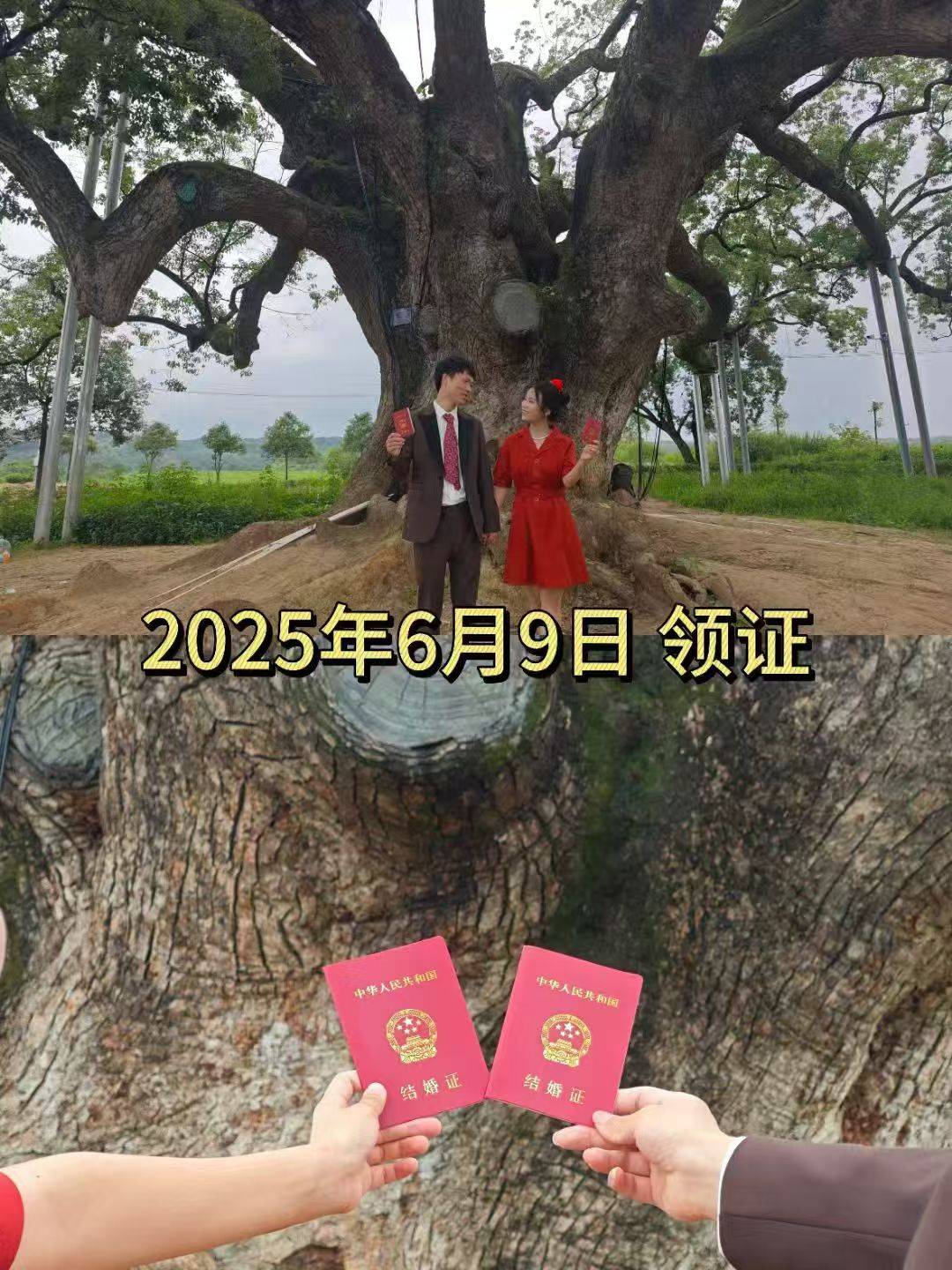 岳阳情侣连续9年在家乡千年古樟树下合影<strong></p>
<p>黄金趋势</strong>，今年国庆终修正果：希望爱情像古树一样长久