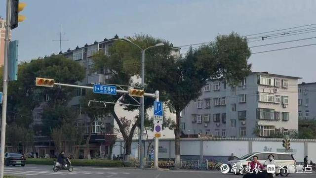 济南街头“恐龙树”走红<strong></p>
<p>黄金趋势</strong>，园林部门：形态天成，或随天气而变