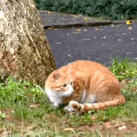 《红舞鞋》剧组高校内拍摄时撞死流浪猫<strong></p>
<p>小米股票</strong>？凌晨致歉：涉事司机引咎辞职